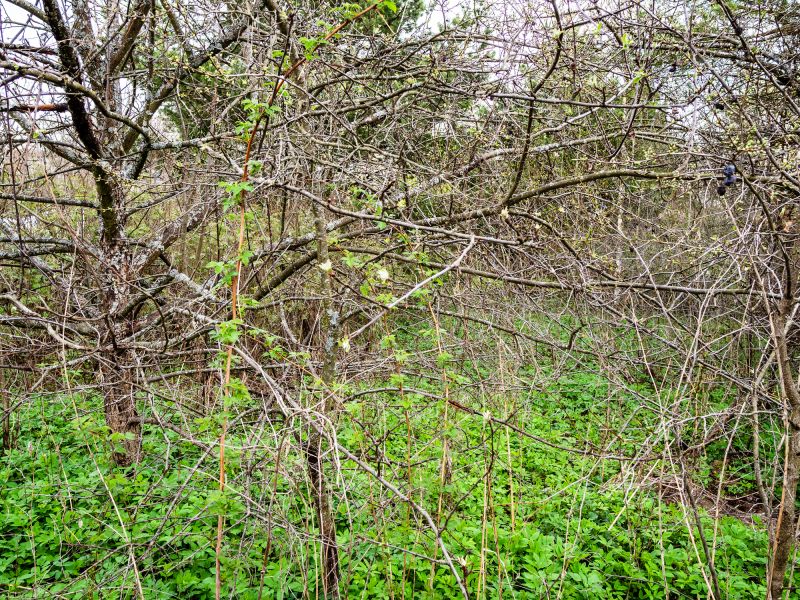 Undergrowth Removal in Salt Lake City, UT